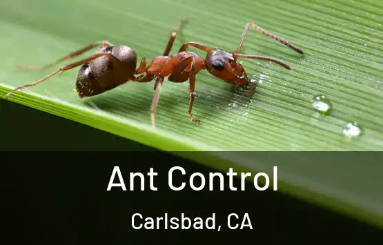  Ant Control Carlsbad, CA