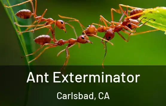  Ant Exterminator Carlsbad, CA
