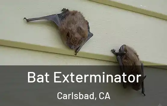  Bat Exterminator Carlsbad, CA