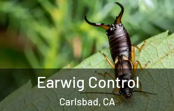  Earwig Control Carlsbad, CA