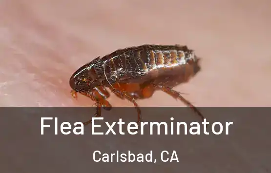  Flea Exterminator Carlsbad, CA