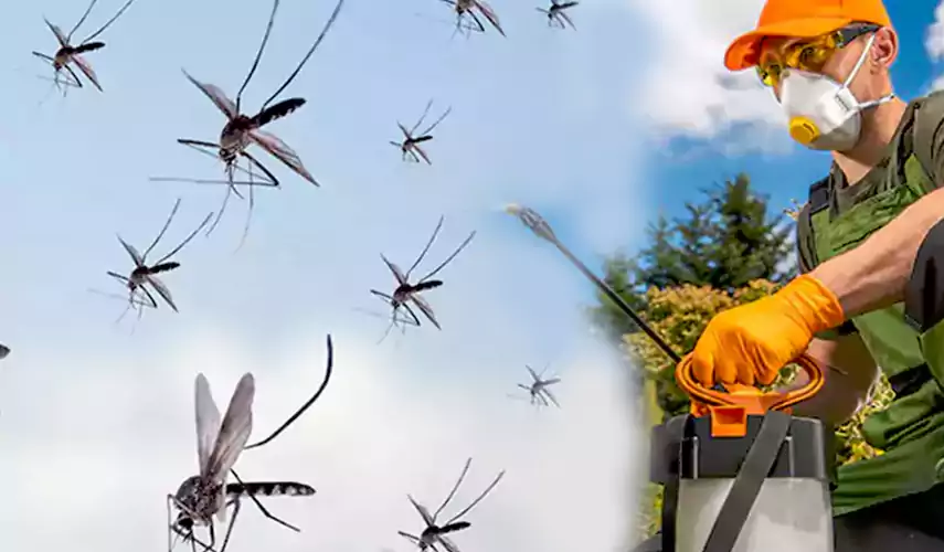 Mosquito Pest Control in Carlsbad, CA
