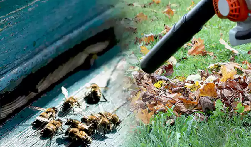 Wasps Pest Control Carlsbad, CA