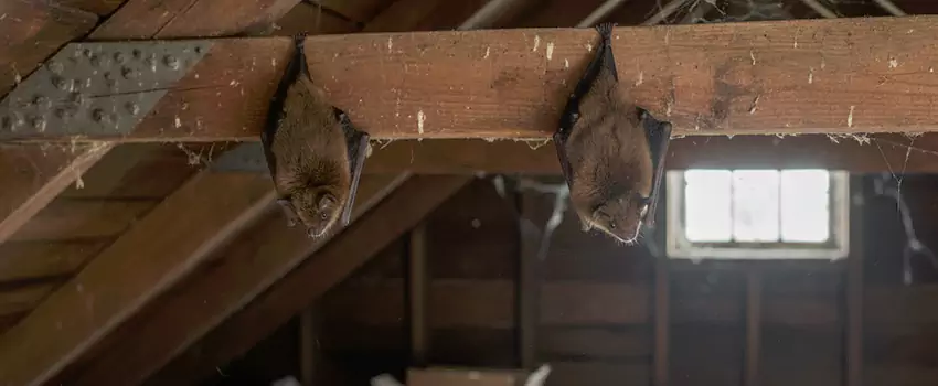 bat-exterminator in Carlsbad, CA