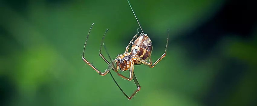 Spider and Mosquito Control Solutions Carlsbad, CA