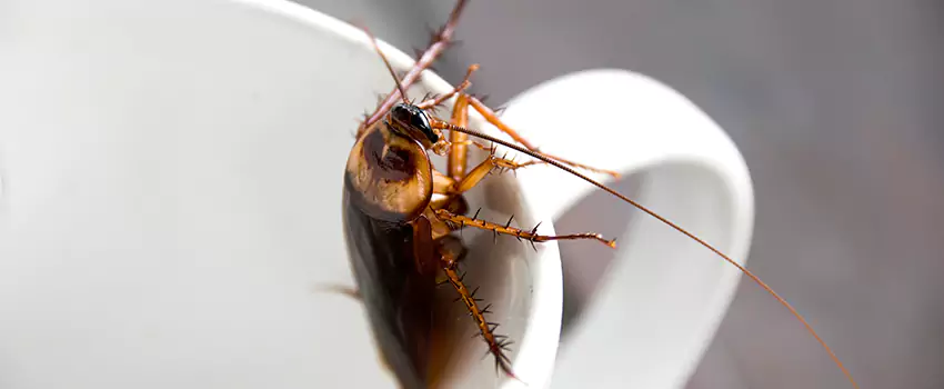 cockroach-pest-control in Carlsbad, CA
