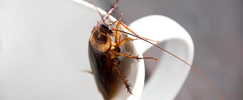 cockroach-treatment in Carlsbad, CA