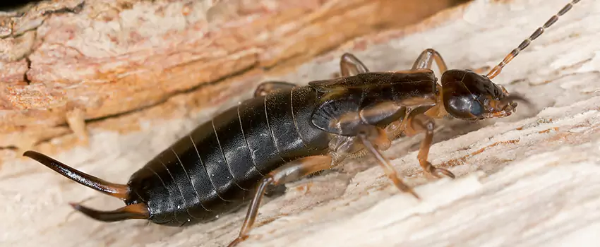 earwig-control in Carlsbad, CA