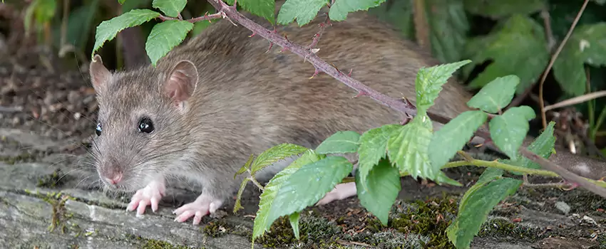 mice-control in Carlsbad, CA