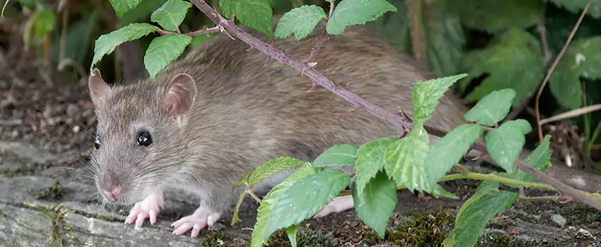 mouse-control in Carlsbad, CA