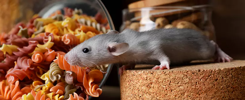 mouse-exterminator in Carlsbad, CA