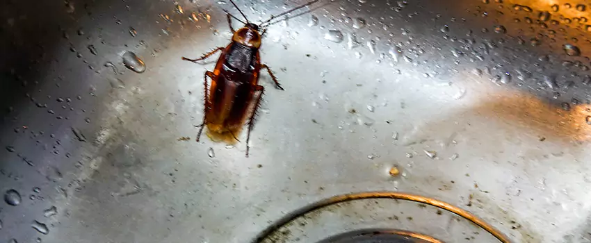 roach-control in Carlsbad, CA