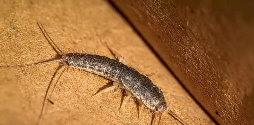 silverfish-control in Carlsbad, CA