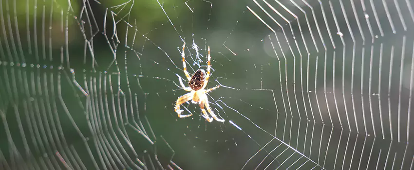spider-pest-control in Carlsbad, CA