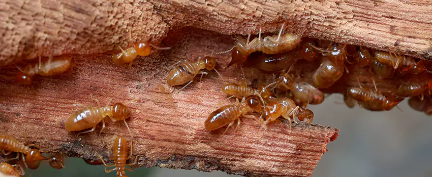 termite-treatment in Carlsbad, CA