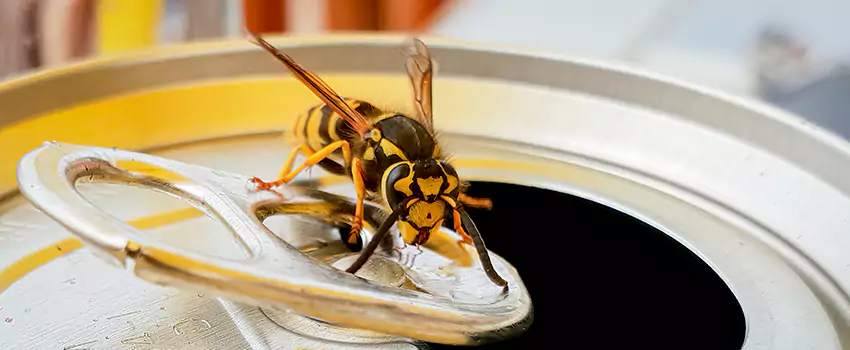wasp-exterminator in Carlsbad, CA