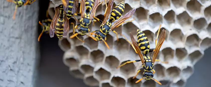 wasp-pest-control in Carlsbad, CA