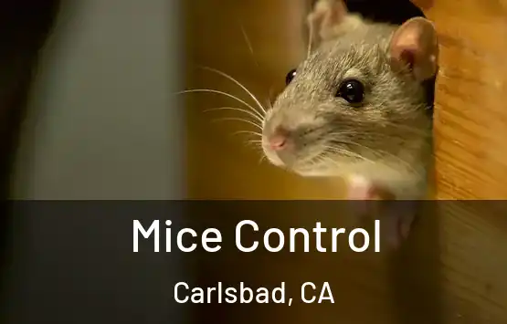  Mice Control Carlsbad, CA