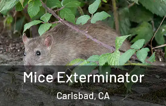 Mice Exterminator Carlsbad, CA