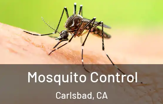  Mosquito Control Carlsbad, CA