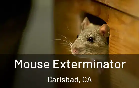  Mouse Exterminator Carlsbad, CA