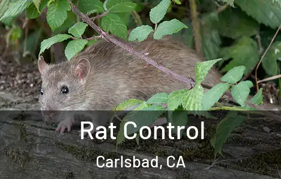 Rat Control Carlsbad, CA