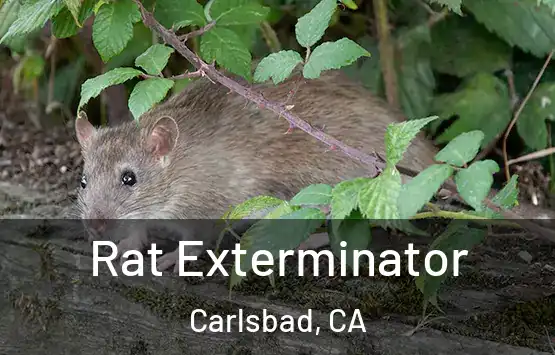  Rat Exterminator Carlsbad, CA