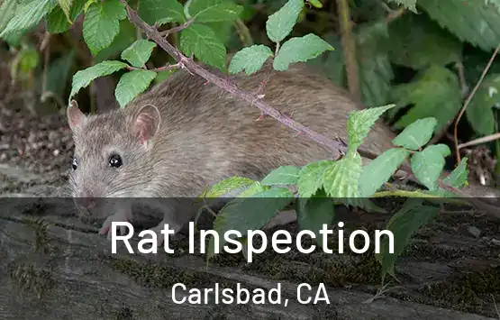  Rat Inspection Carlsbad, CA