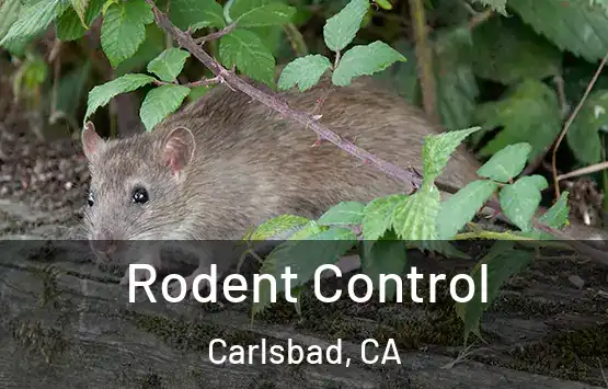 Rodent Control Carlsbad, CA
