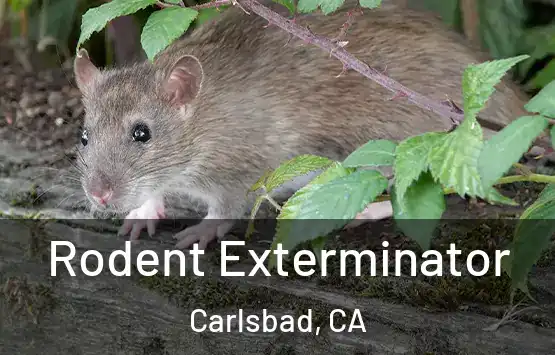  Rodent Exterminator Carlsbad, CA