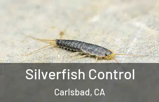  Silverfish Control Carlsbad, CA