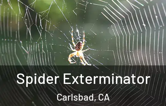  Spider Exterminator Carlsbad, CA