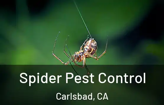  Spider Pest Control Carlsbad, CA