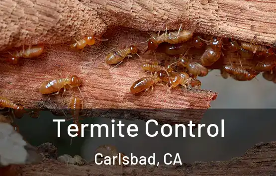  Termite Control Carlsbad, CA