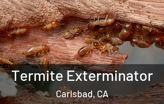  Termite Exterminator Carlsbad, CA