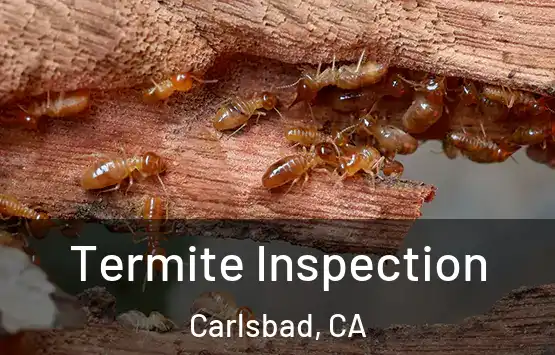  Termite Inspection Carlsbad, CA