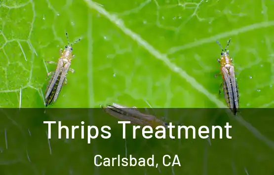  Thrips Treatment Carlsbad, CA