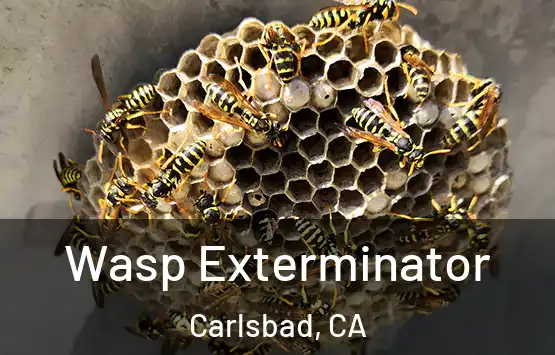  Wasp Exterminator Carlsbad, CA