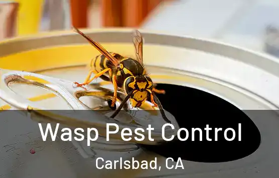  Wasp Pest Control Carlsbad, CA