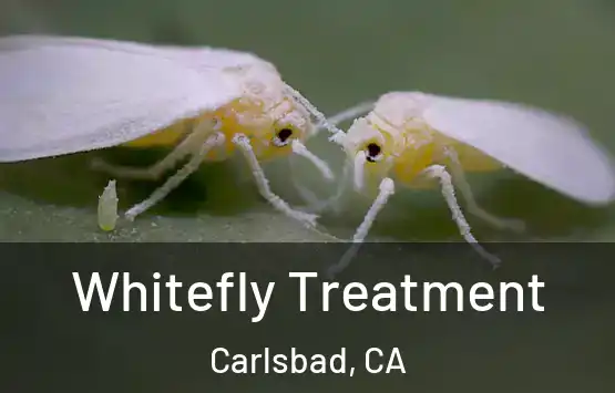  Whitefly Treatment Carlsbad, CA