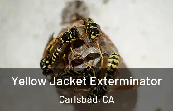  Yellow Jacket Exterminator Carlsbad, CA